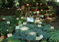 Mostra-mercato Vanzo Floreale 2010